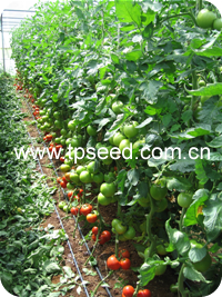 Tomato at TECHPARK