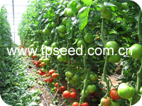 Vegetable seeds