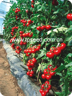 Vegetable seeds