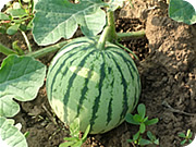 Cultivation Guides