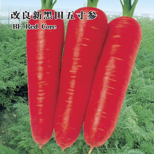 Carrot