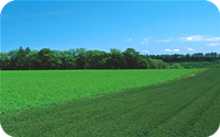 Vegetable seed production