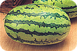 Sinnor - Watermelon seed