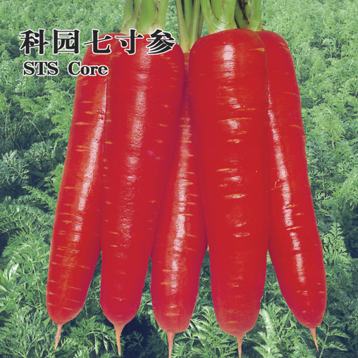 Carrot