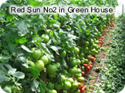 Red sun no.2 in green house