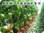Red sun no.1 in green house