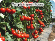 Temple in green house