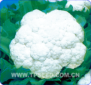 Snow Ball