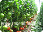 Red fruits type