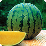 Mini-fruit type hybrids
