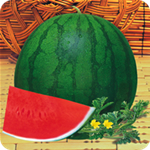 Triploid seedless type